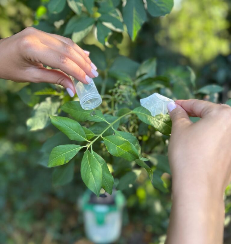 Lotta biologica contro la cimice asiatica con la Vespa Samurai