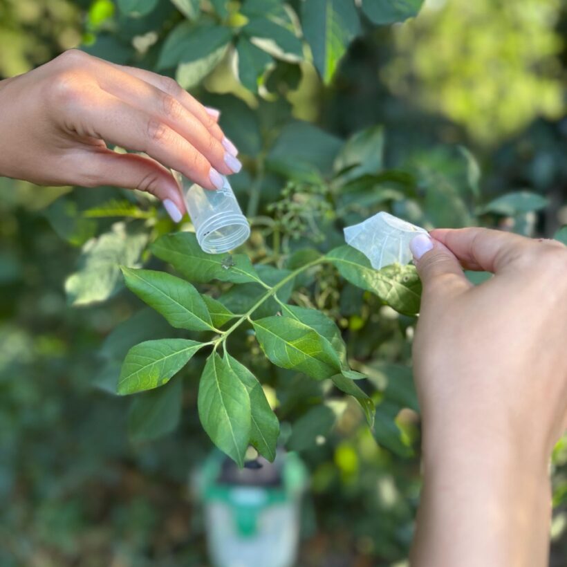 Lotta biologica contro la cimice asiatica con la Vespa Samurai